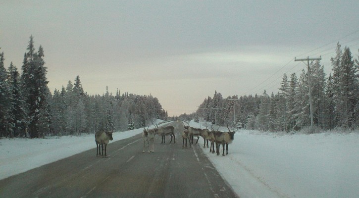 1024px-Reindeer_in_Posio