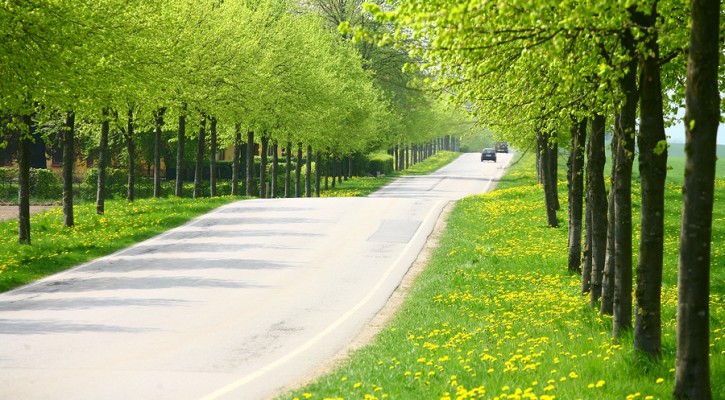 Spring Road