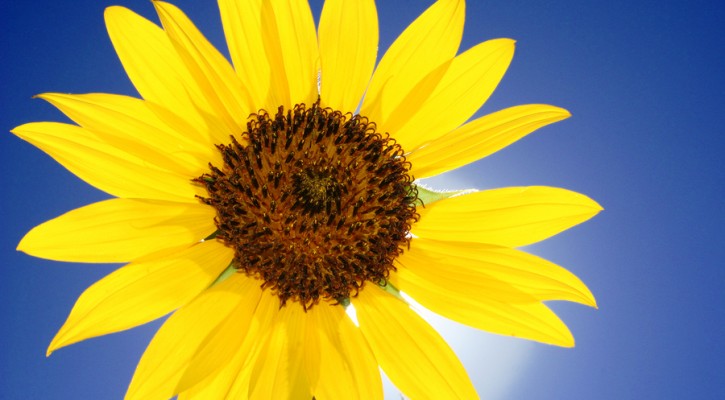 Close-up Of Sunflower On Blue Sky